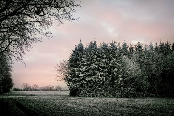 Morning landscape of fields and trees in the frost