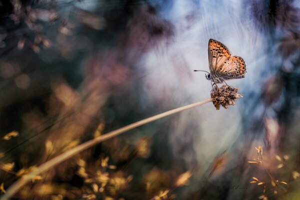 Schöner Schmetterling auf dem Hintergrund des Herbstwaldes