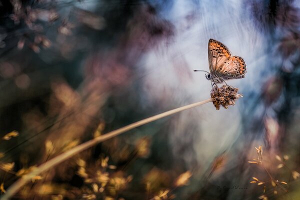 A beautiful butterfly on the background of an autumn forest