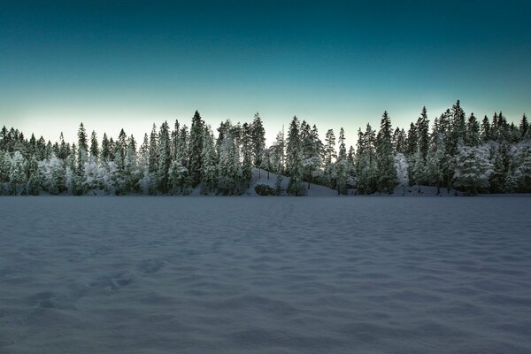 A field near the forest in winter at dusk