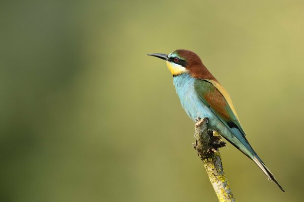 Beautiful golden squint bird , nature