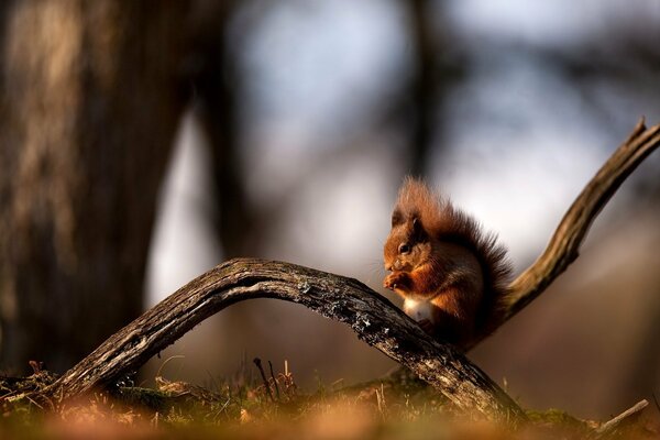 Das Eichhörnchen sitzt auf einem Ast und wird gewaschen