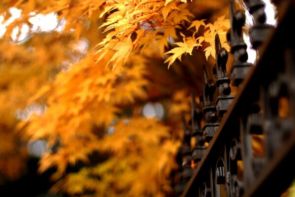 Las hojas de otoño hacen ruido en el Jardín de la ciudad