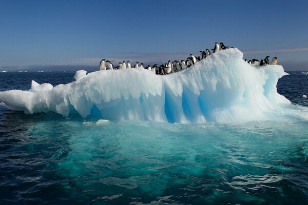 Lastrone di ghiaccio alla deriva con passeggeri a bordo