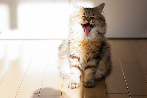 Gatto sbadigliando fuori la lingua