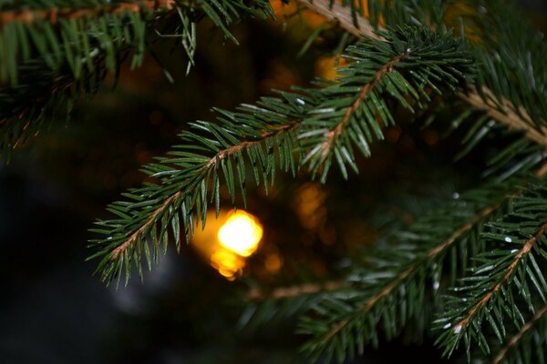 A Christmas ball on a fir twig