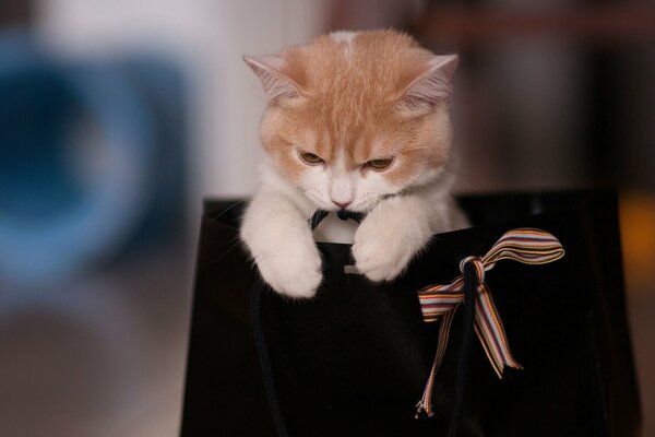 Gato sentado en una bolsa negra con un lazo