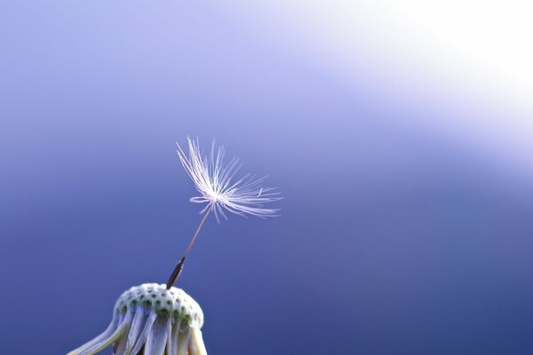 Riprese macro di tarassaco su sfondo blu