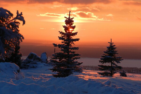Schneebedeckte Fichten bei Sonnenuntergang des Tages