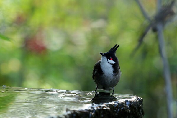 Ein Vogel sitzt mit Wasser auf einem Stein