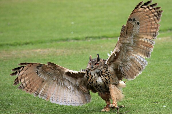 Chouette avec de grandes pattes et des ailes