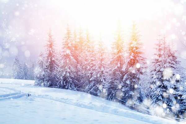 Matin d hiver sur le bord de l épinette