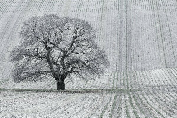 Albero in campo o paesaggio in bianco e nero