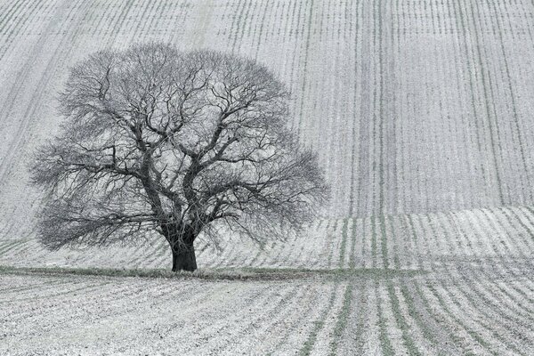 Drzewo w polu lub czarno-biały krajobraz