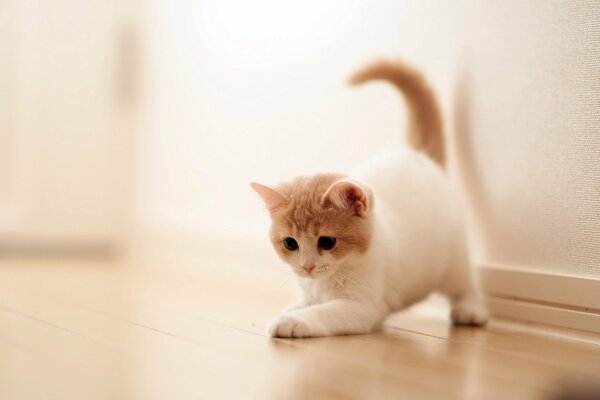 Eine Katze mit hellem Fell spielt im Haus