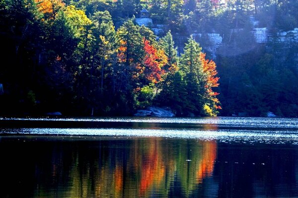 Bosque de otoño junto al lago en las montañas