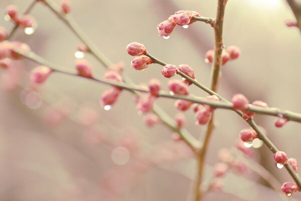 Spring is red and the buds are swollen