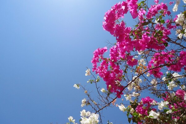 Branches of cherry blossoms on a blue sky background