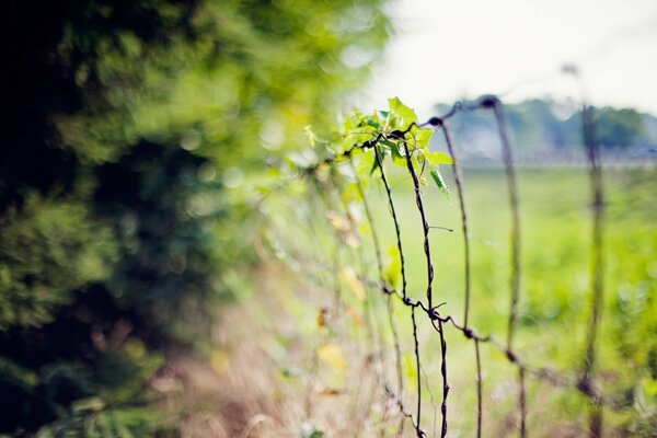 Grass grows on a metal fence