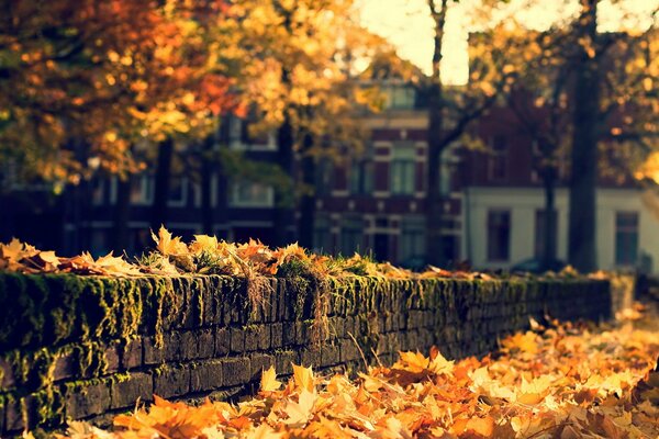 Herbstliche Straße, gelbe Blätter