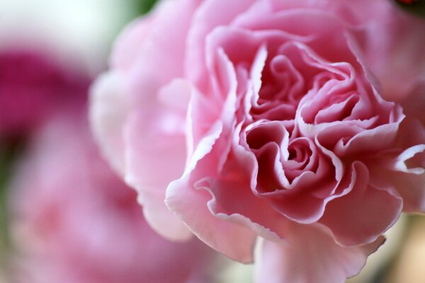 Delicate pink carnation