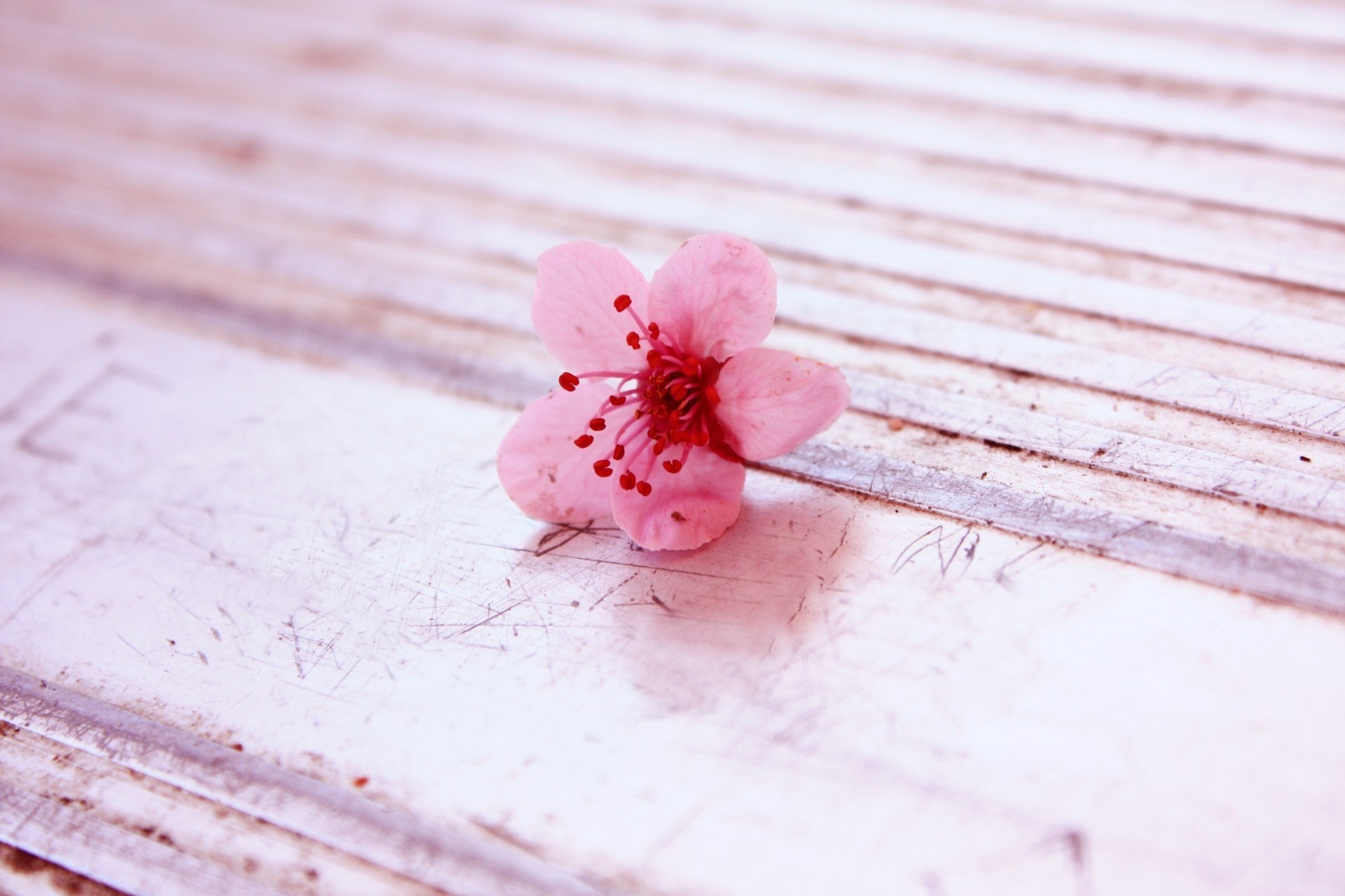 rose fleur printemps