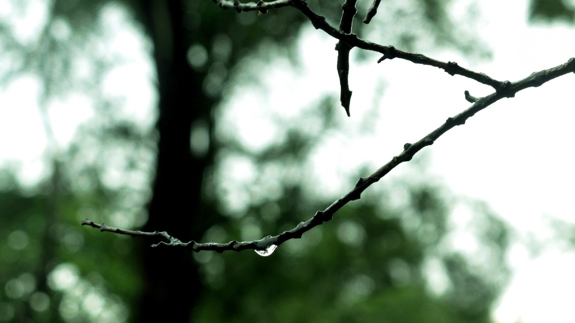 fällt regen baum