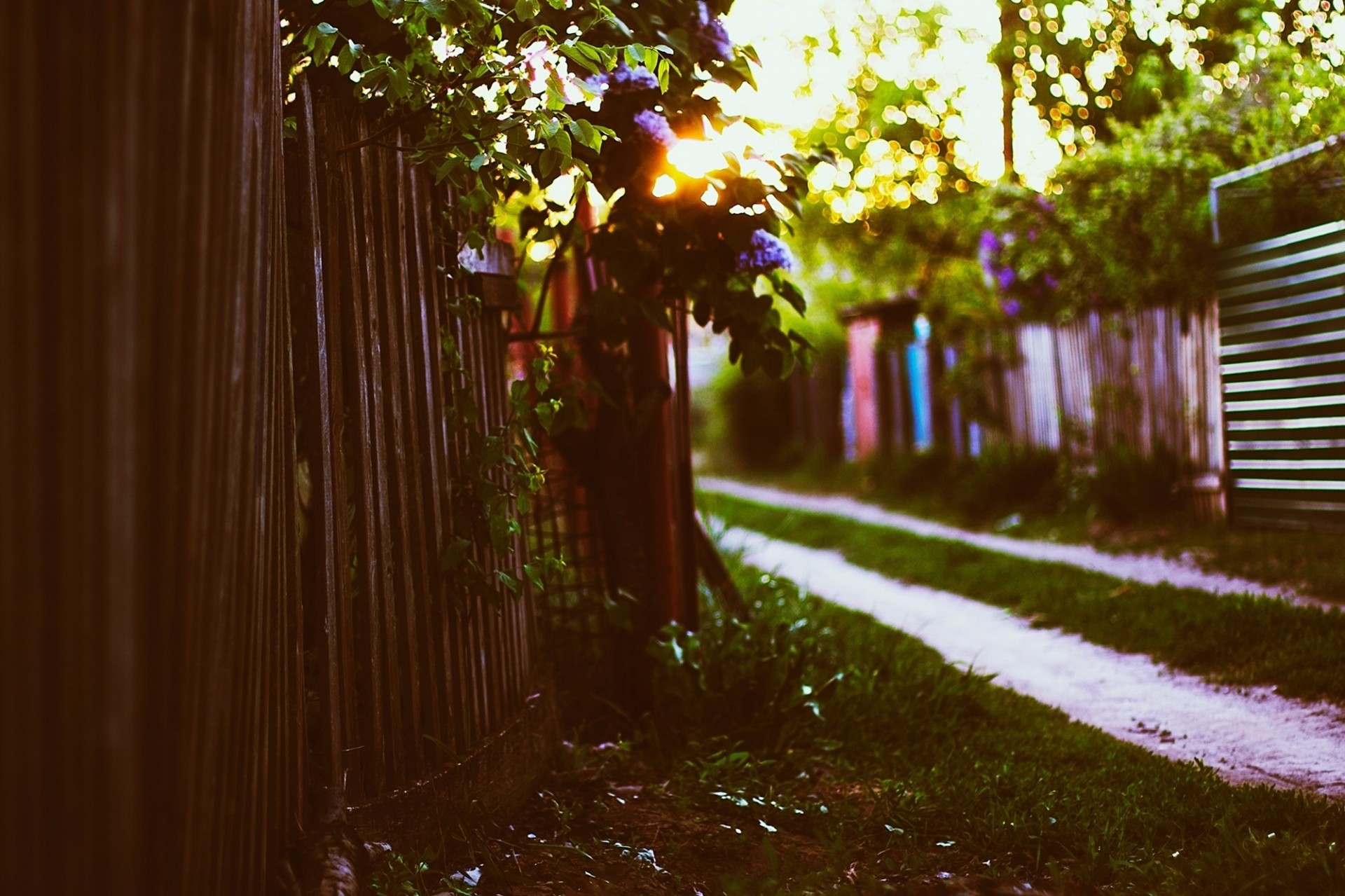 lilac foliage sunset bokeh grass sun chalet fence spring