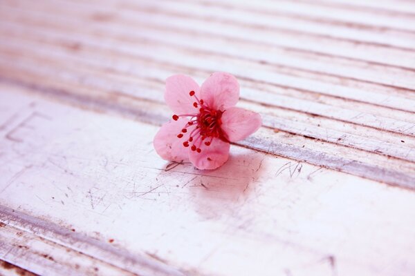 The first spring pink flower