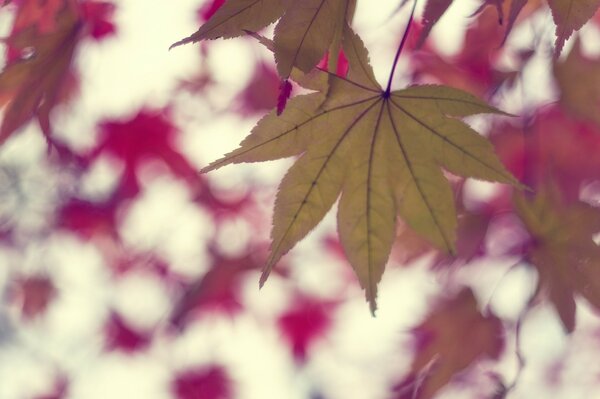 Stagione autunnale colorata