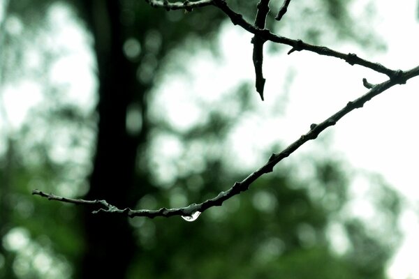 Una goccia di pioggia pende da un ramo di un albero