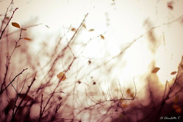 Autumn twigs in the foreground against a blurred field