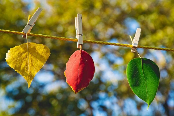 Tre colori di foglie autunnali su uno sfondo di alberi