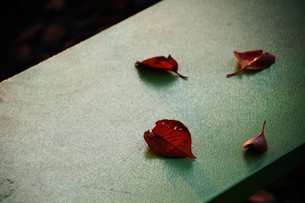 Feuilles d automne sur béton gris