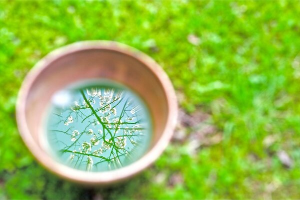 Reflexion von blühenden Zweigen im Frühling