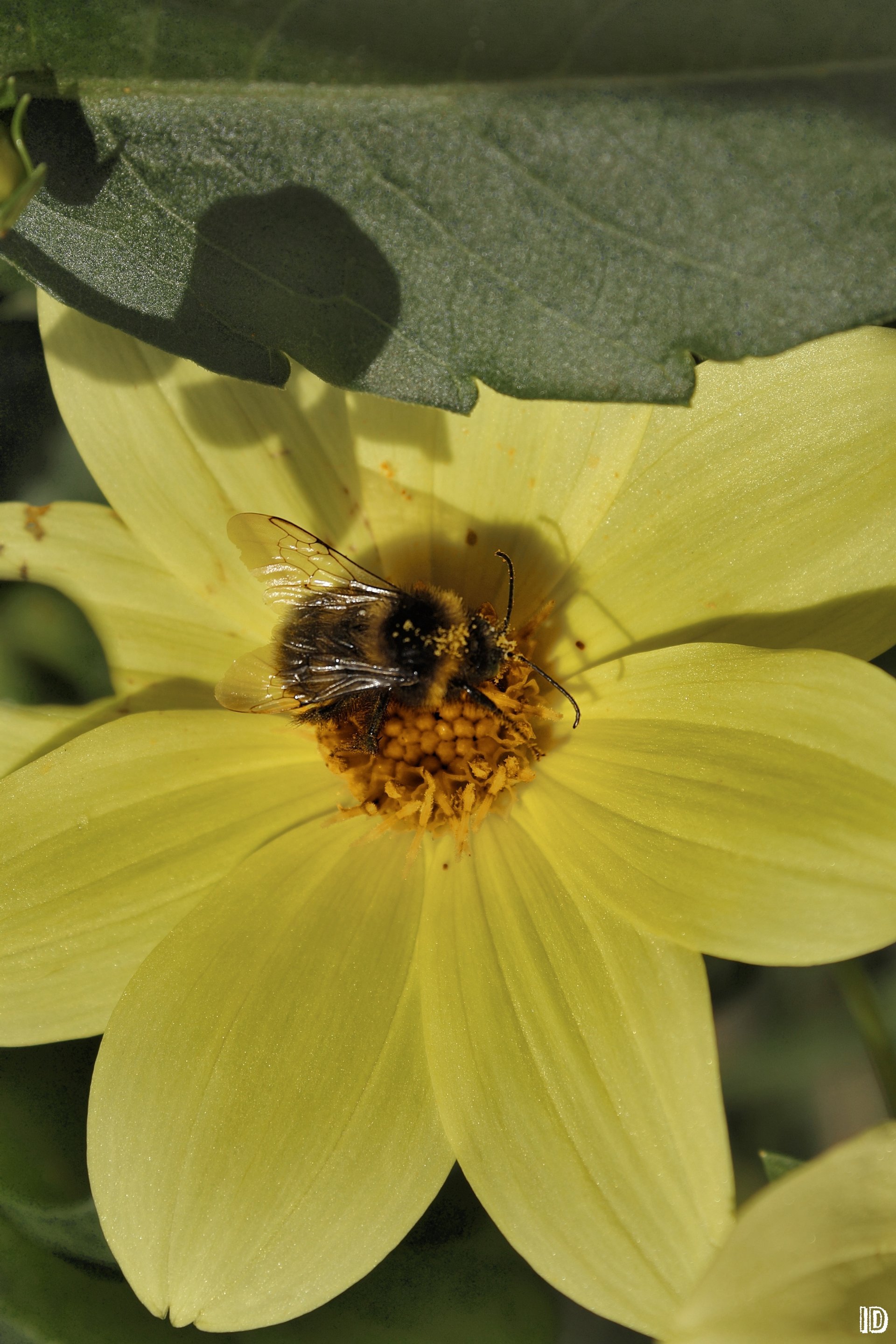 flowers animals nature macro kviti tvarini lito komakhi honey jamil pelustki