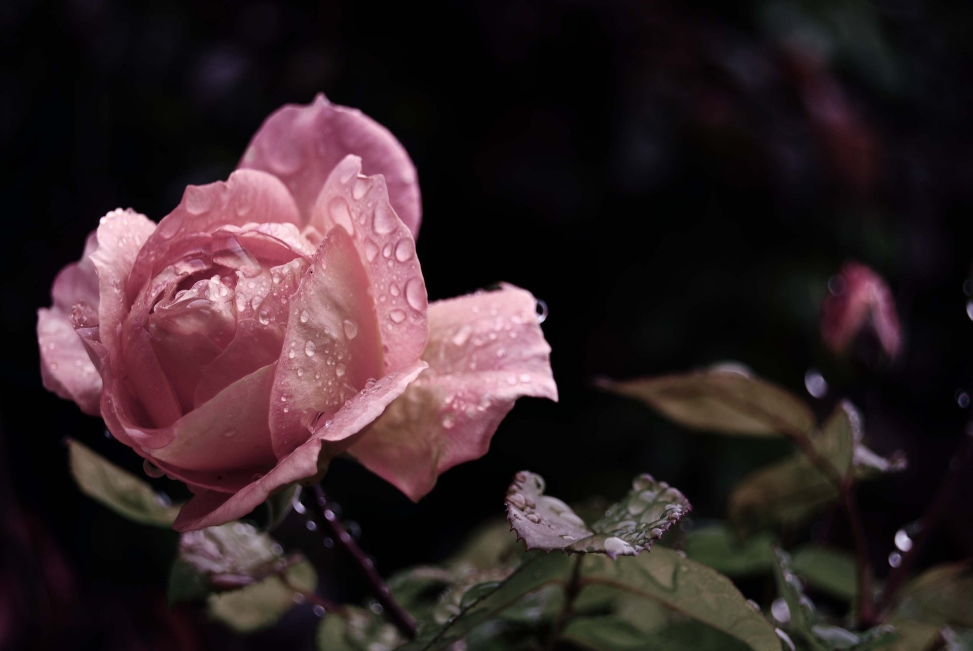 rose drops bud pink leaves flower petal