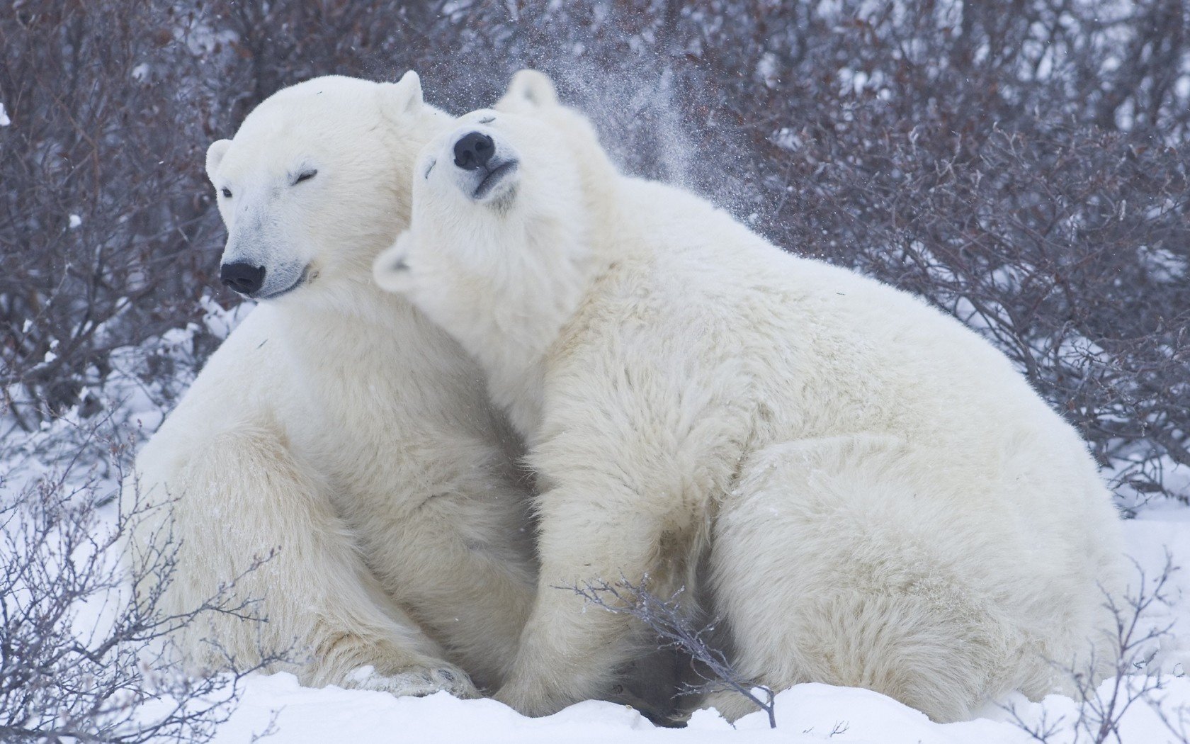 blanc neige ours