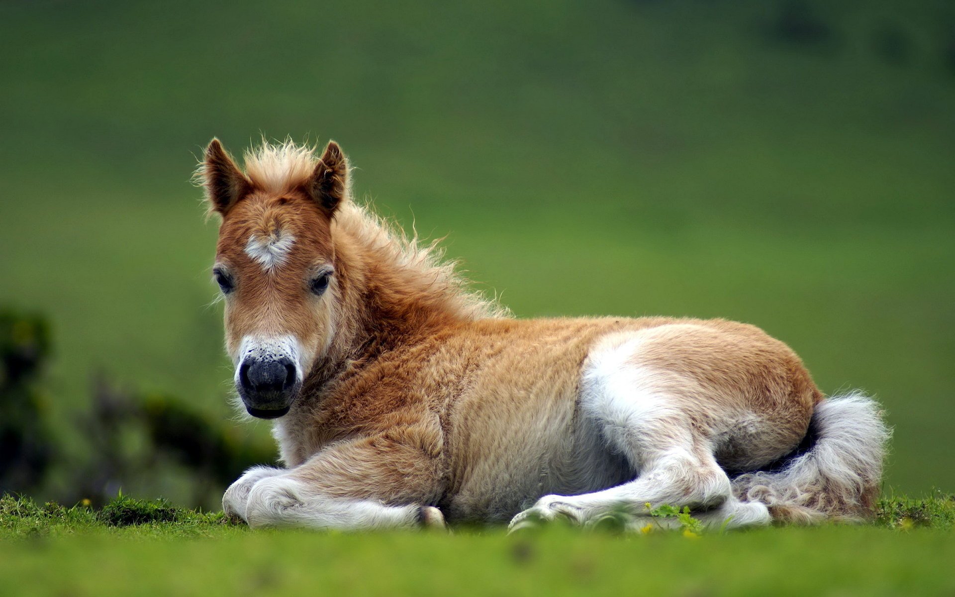 caballo naturaleza potro