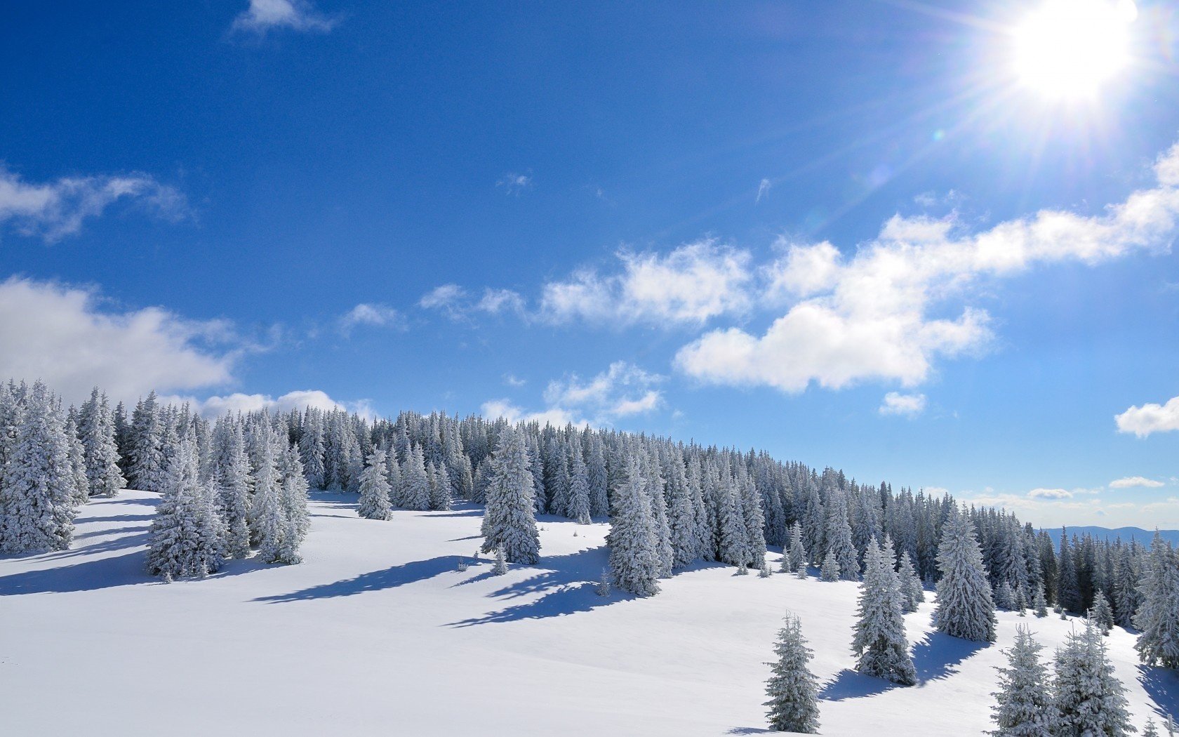 now forest the sun winter tree