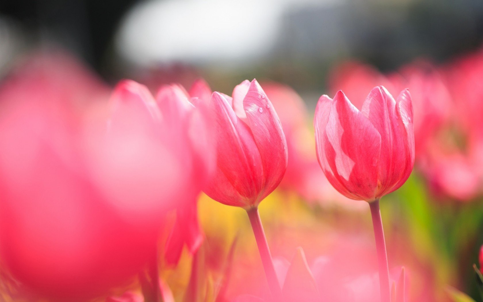 soleado tulipanes campo rosa