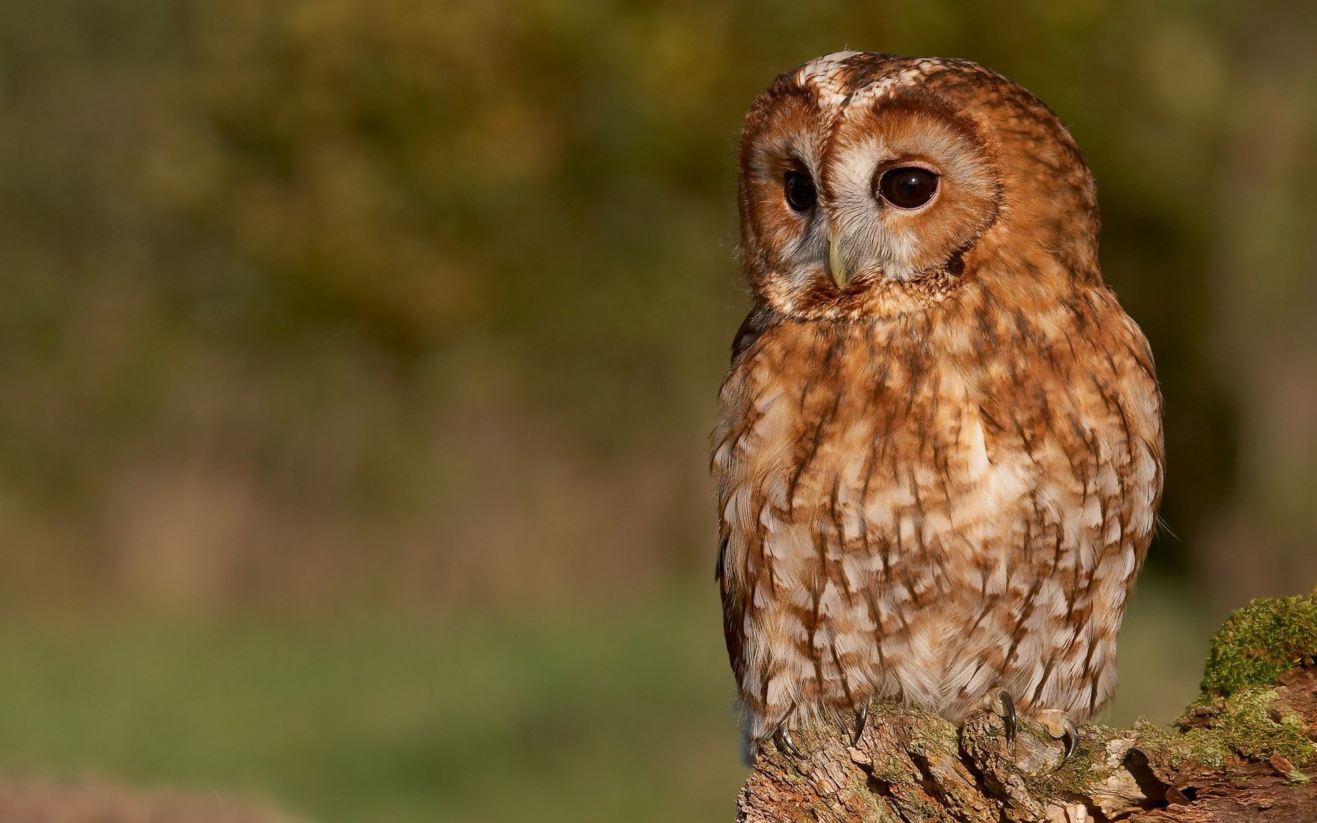 moss tree claws owl look