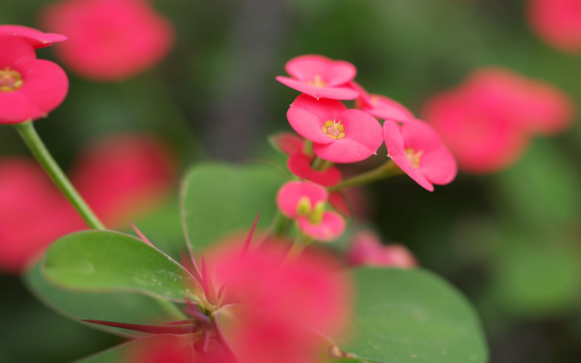 unschärfe blätter rosa grüns makro blumen