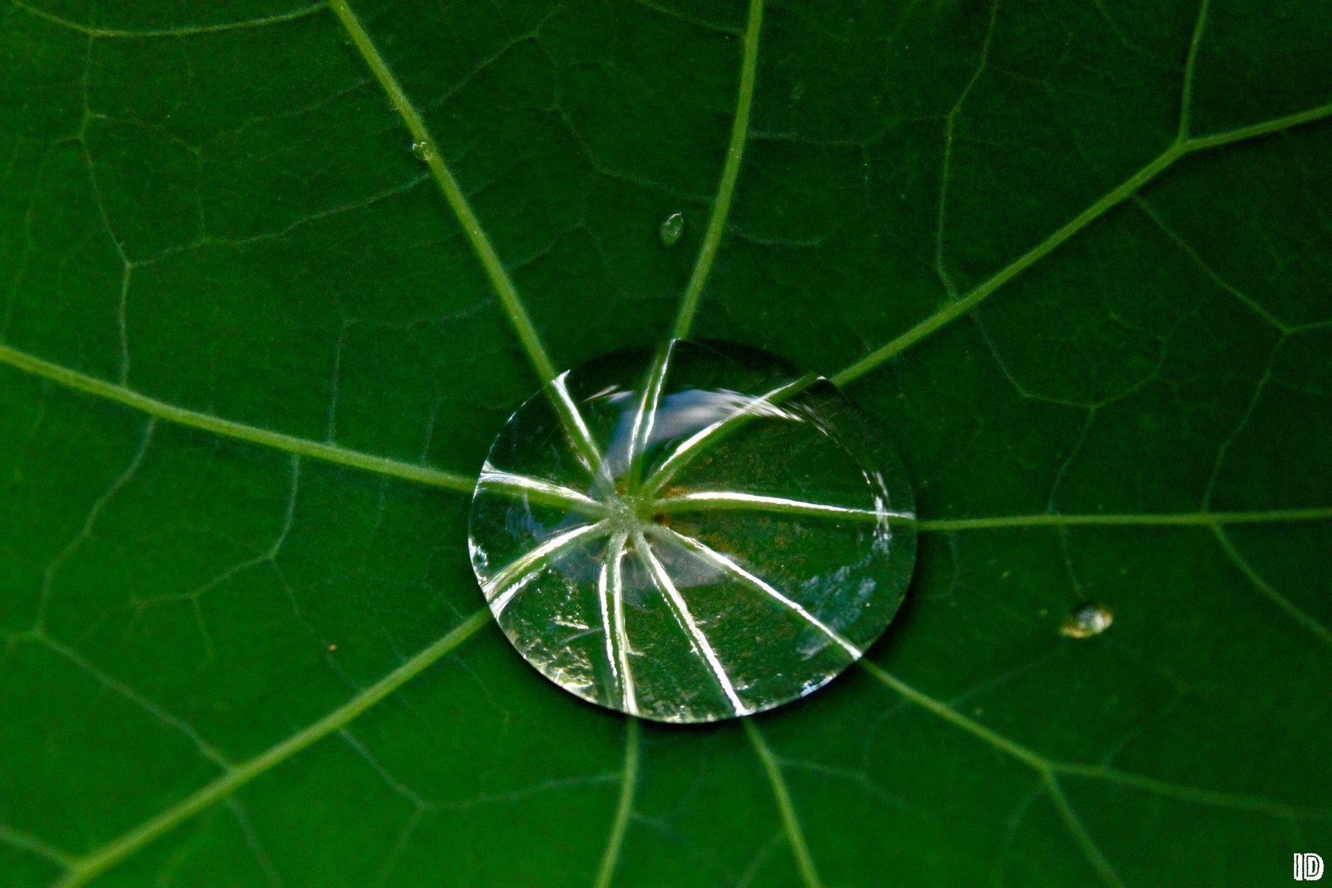 macro hoja rocío gota foto