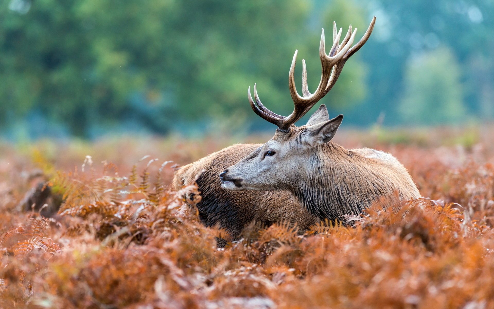 natur hirsch hintergrund