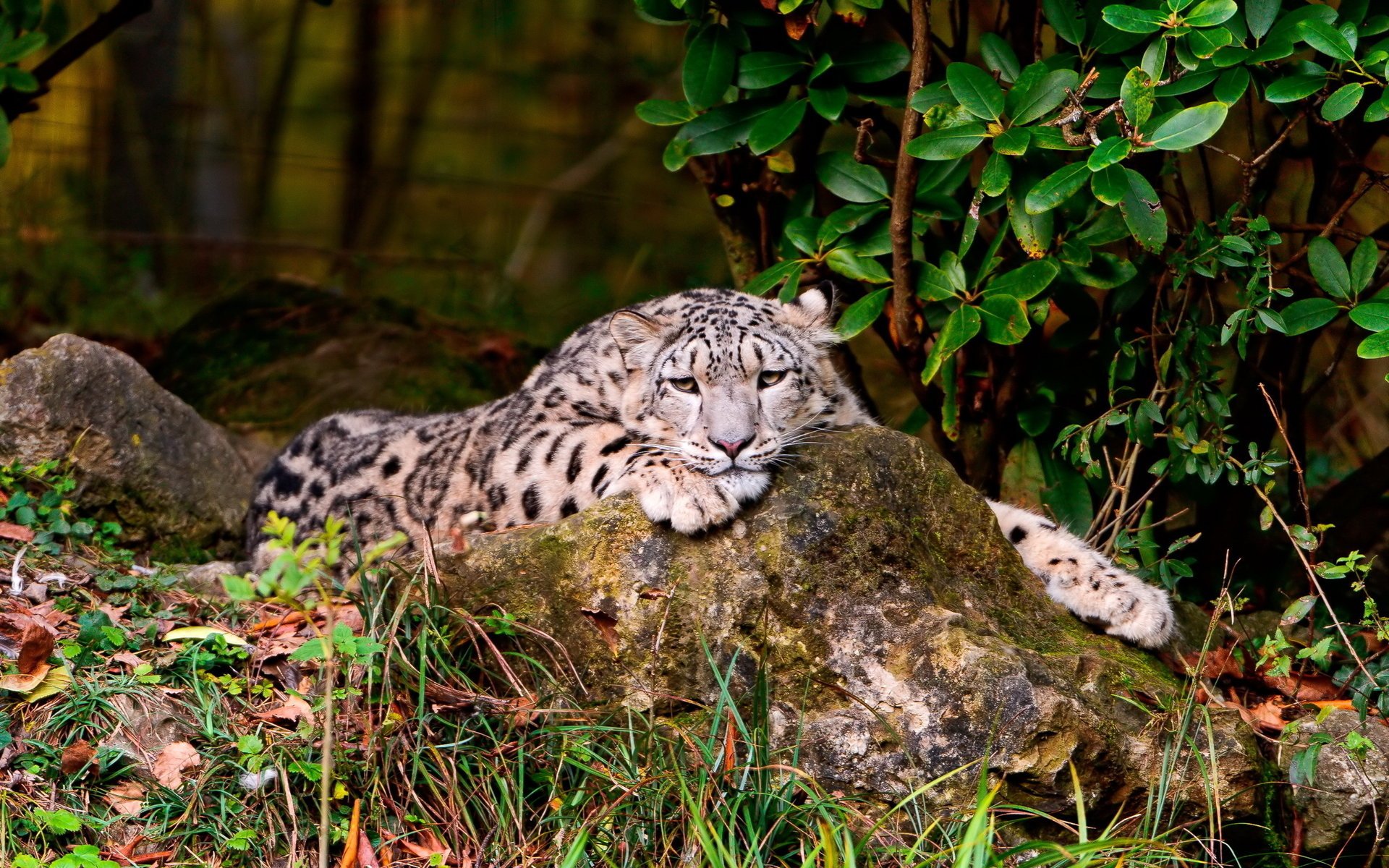 leopardo de las nieves mirada irbis fondo de pantalla