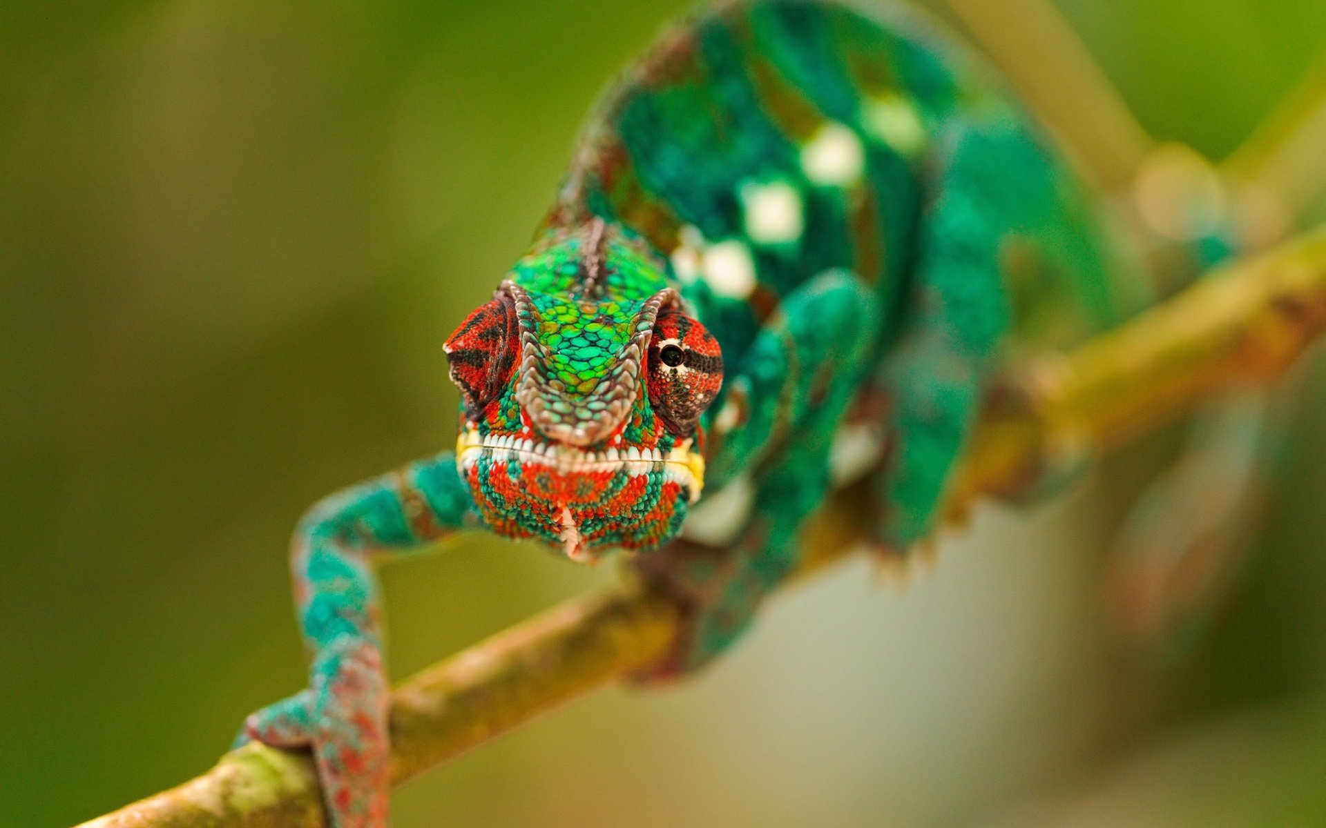 camaleón rama ojos verde