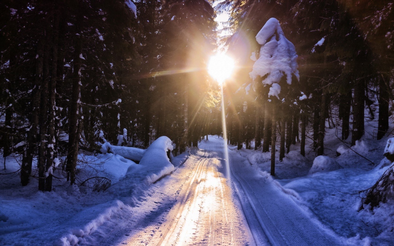 winter straße wald