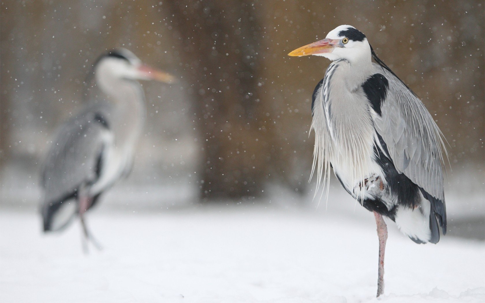 neve airone uccelli inverno