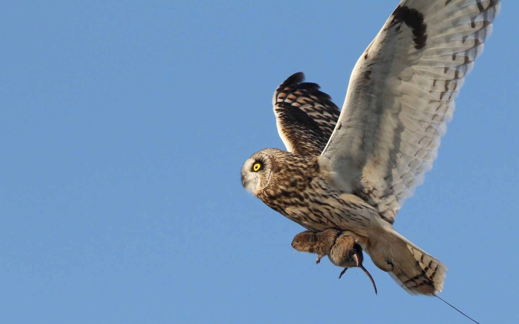 gufo cibo preda uccello roditore caccia